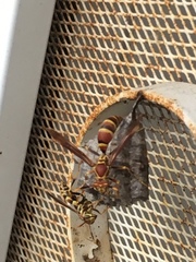Polistes exclamans