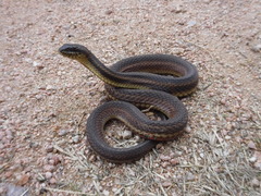 Nerodia clarkii clarkii