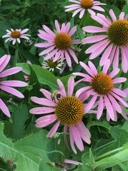 Echinacea purpurea