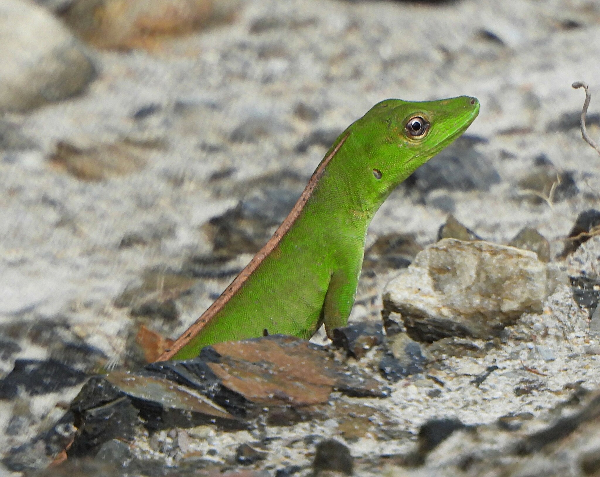Soini's Anole photo 3