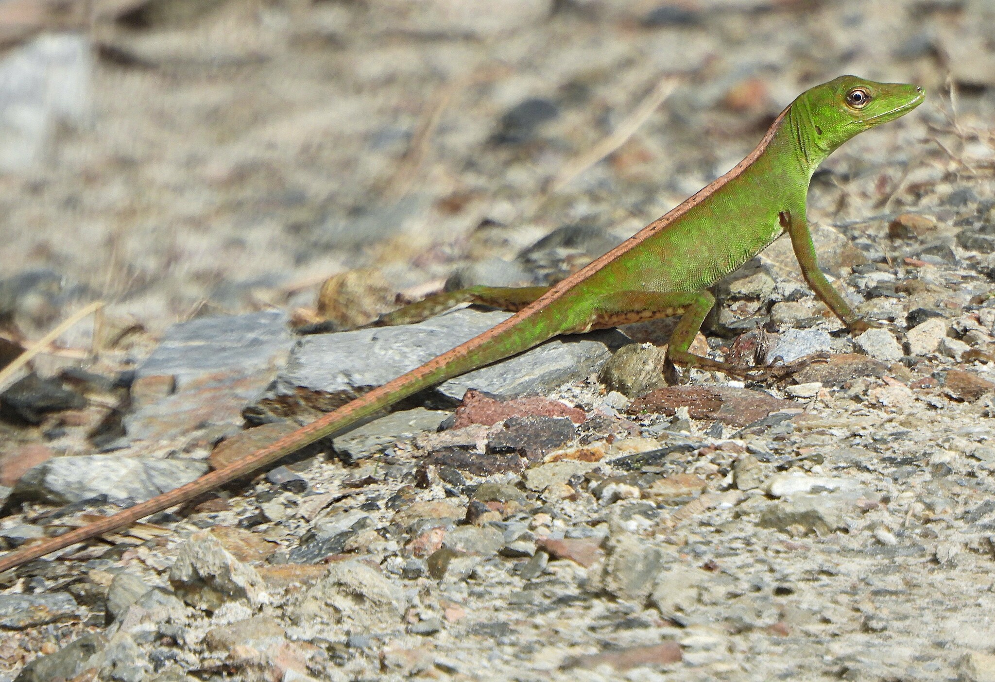 Soini's Anole photo 4