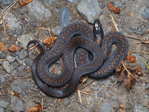 Northwestern Garter Snake, San Juan County, WA, USA, photo 7 of 10