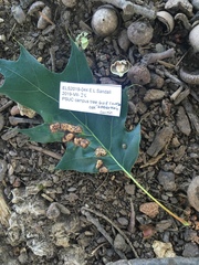 Callirhytis favosa