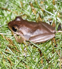 Boophis doulioti