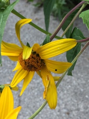 Helianthus