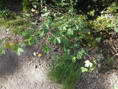 Acer glabrum