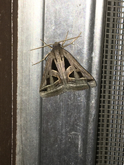 Callistege diagonalis