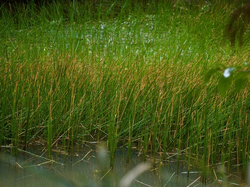 Chinese water chestnut (Eleocharis dulcis)