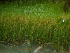 Chinese water chestnut (Eleocharis dulcis)