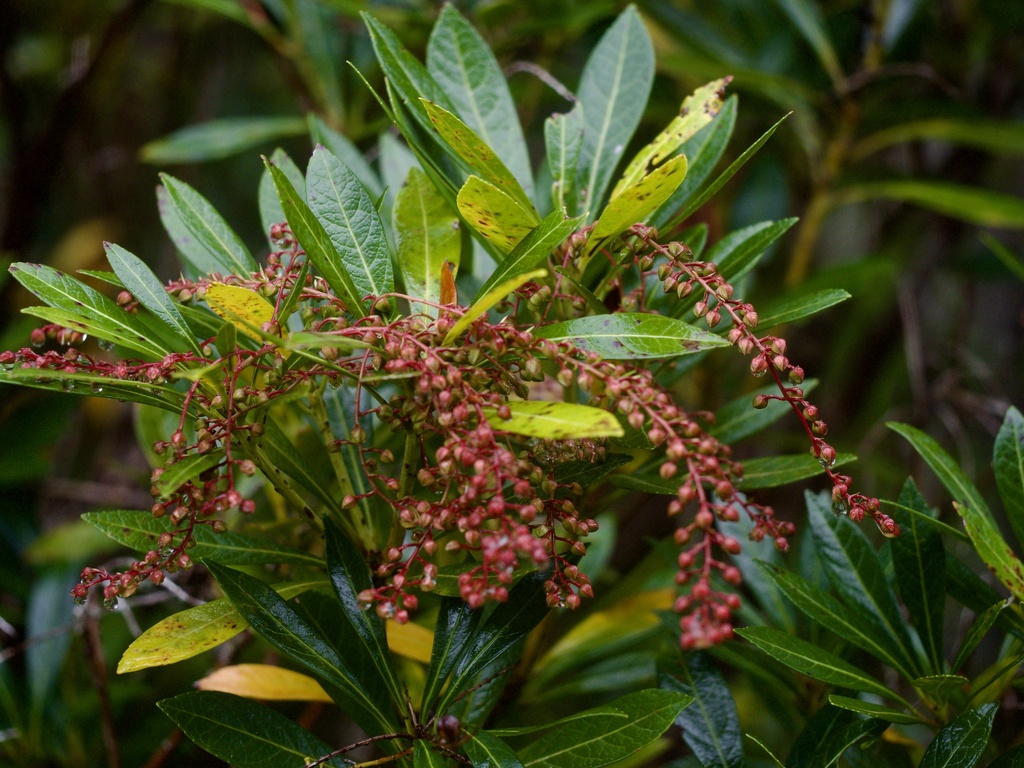 Pieris japonica, 辺土名, 国頭村, 沖縄県, JP