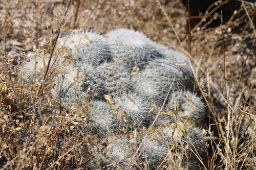 Image of Mammillaria parkinsonii by (c) José Belem Hernández Díaz, some rights reserved (CC BY)