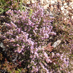 Erica rosacea