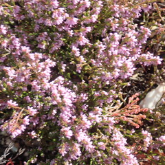 Erica rosacea