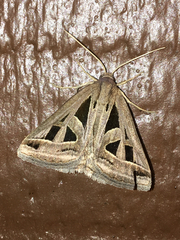 Callistege diagonalis