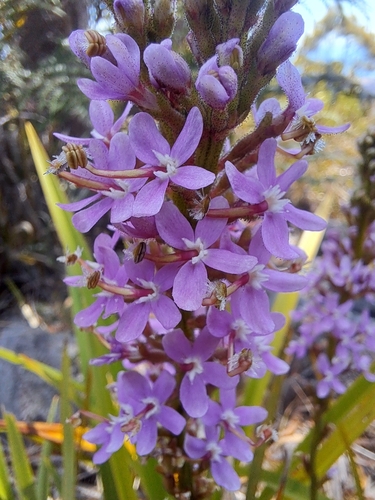 Image of Thrift-Leaved Triggerplant (Stylidium armeria) by (c) Corey O'Brien, some rights reserved (CC BY)