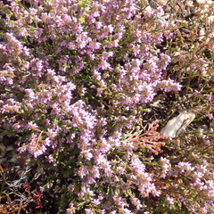 Erica rosacea