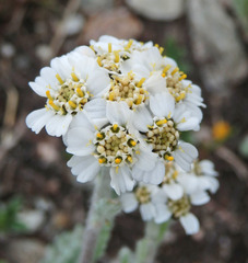 Achillea nana