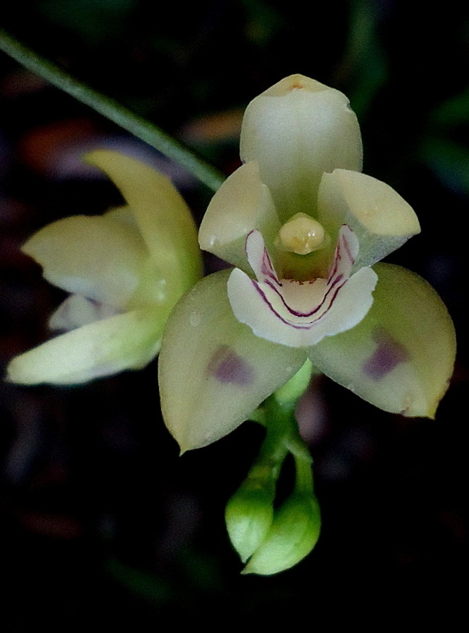 Koellensteinia spiralis