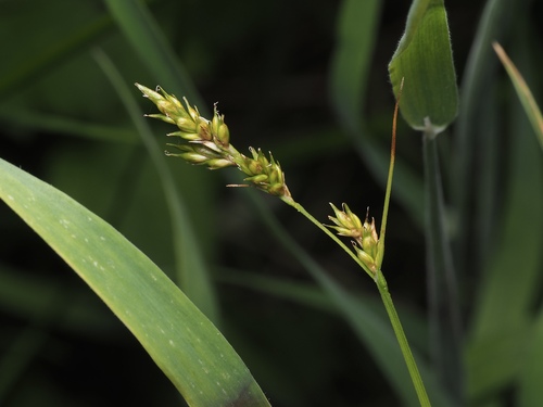 Carex leptopoda