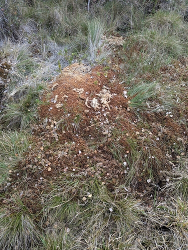 Sphagnum palustre observed 2024-12-27