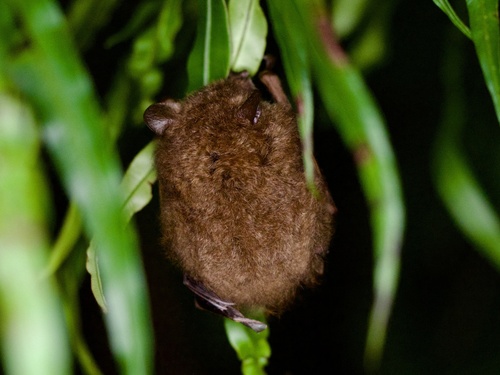 Ryukyu Tube-nosed Bat