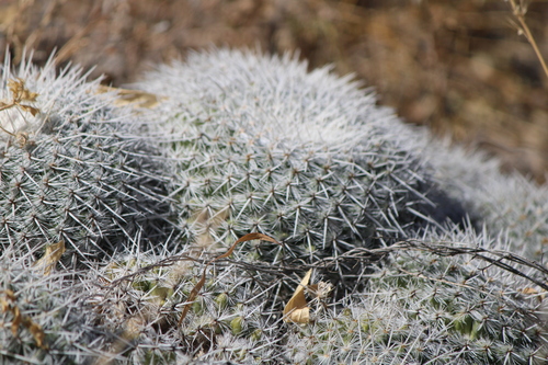 Image of Mammillaria parkinsonii by (c) José Belem Hernández Díaz, some rights reserved (CC BY)