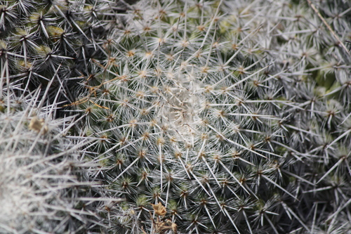Mammillaria parkinsonii