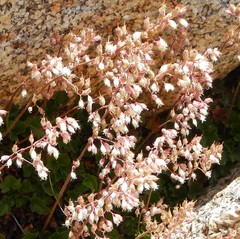 Heuchera rubescens
