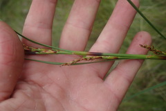 Sedge Plant (Costularia)