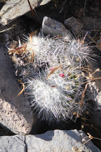 Owl's-eye (Mammillaria parkinsonii)