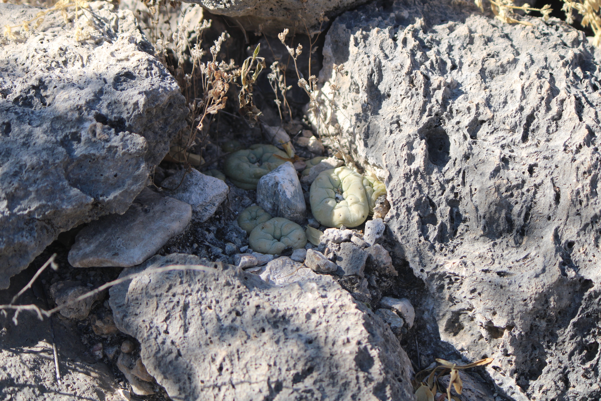 Peyote (Lophophora diffusa)
