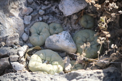 © José Belem Hernández Díaz, some rights reserved (CC-BY)