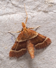 Stemmatophora combustalis