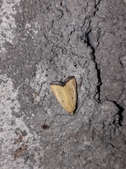 Marimatha nigrofimbria