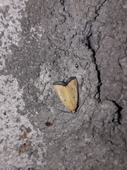 Marimatha nigrofimbria
