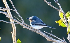 Myiagra ruficollis