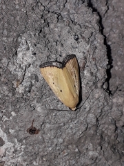 Marimatha nigrofimbria