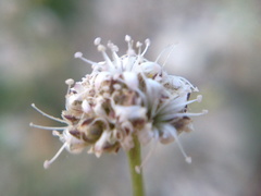Gypsophila pallasii
