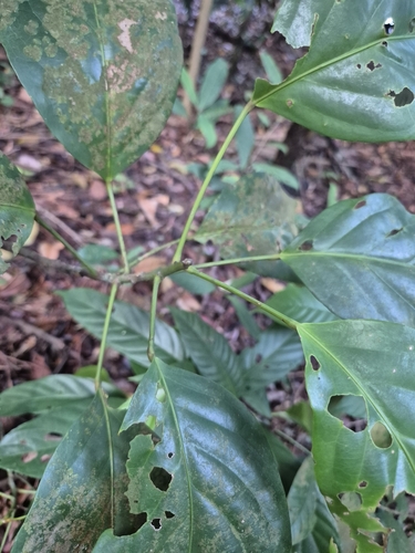 Elaeocarpus petiolatus observed 2024-12-31