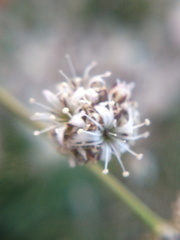Gypsophila pallasii