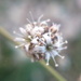 Gypsophila pallasii - Photo (c) Еlena, some rights reserved (CC BY-NC), uploaded by Еlena