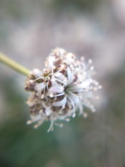 Gypsophila pallasii