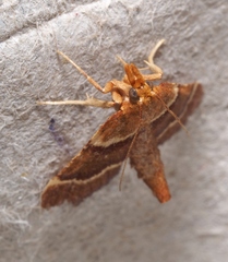 Stemmatophora combustalis