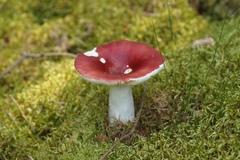 Russula paludosa