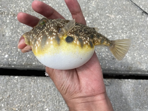 Southern Puffer