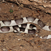Saddled Leafnose Snake - Photo (c) Travis W. Reeder, some rights reserved (CC BY-NC), uploaded by Travis W. Reeder