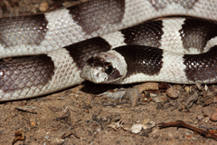 Phyllorhynchus browni