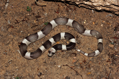 Phyllorhynchus browni