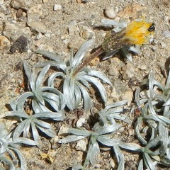 Raillardella argentea