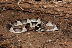 Phyllorhynchus browni